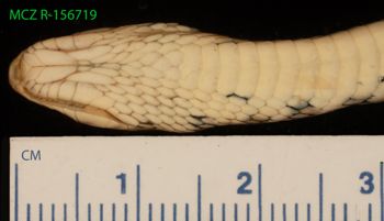 Media type: image;   Herpetology R-156719 Description: Specimen photo;  Aspect: head ventral